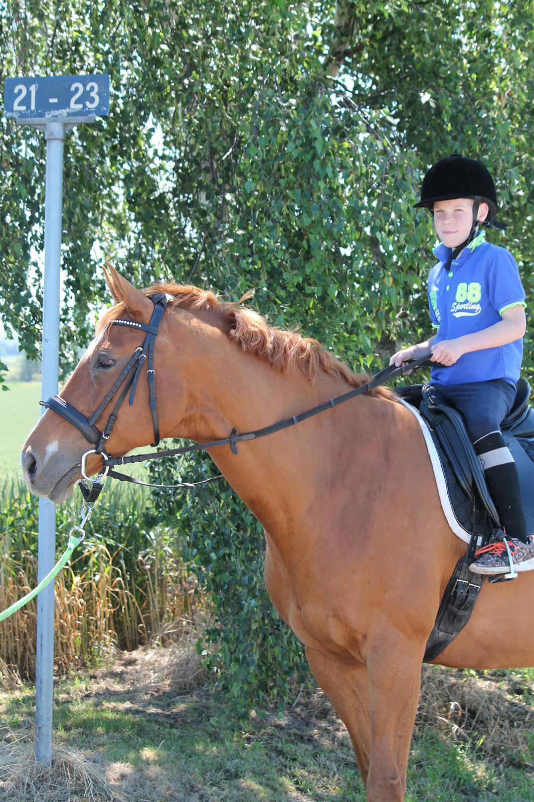 Dansk Varmblod Diamant billede 9