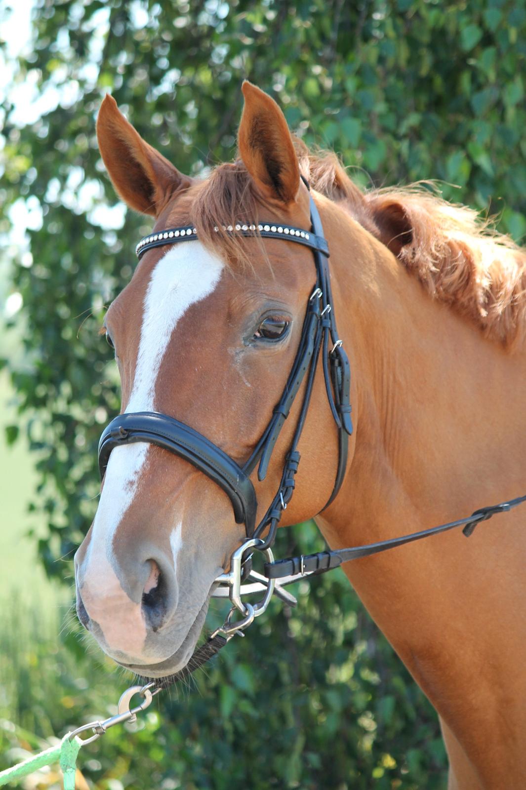 Dansk Varmblod Diamant billede 3