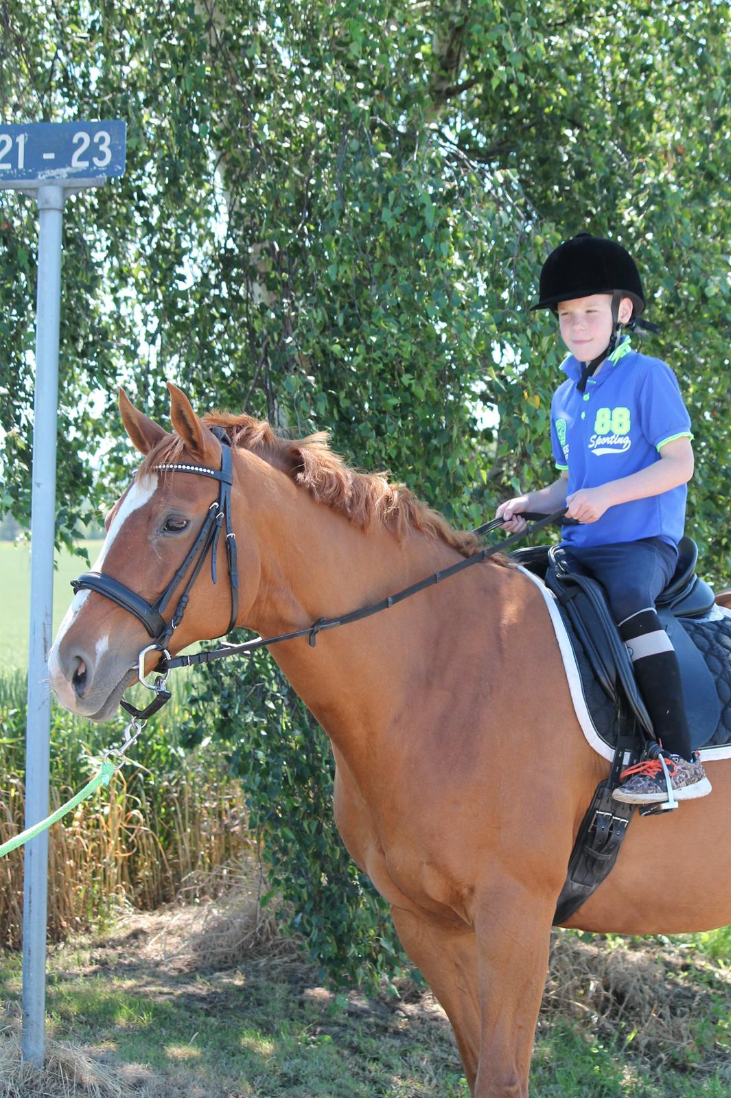 Dansk Varmblod Diamant billede 5