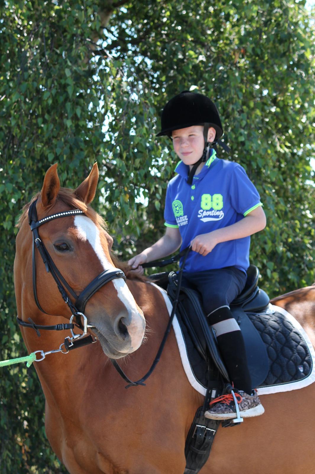 Dansk Varmblod Diamant billede 10