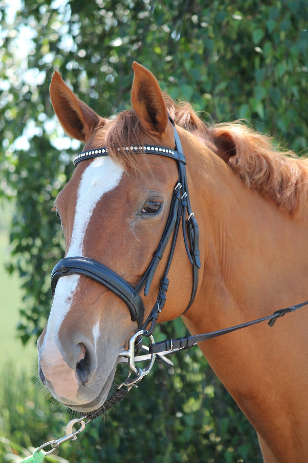 Dansk Varmblod Diamant billede 7