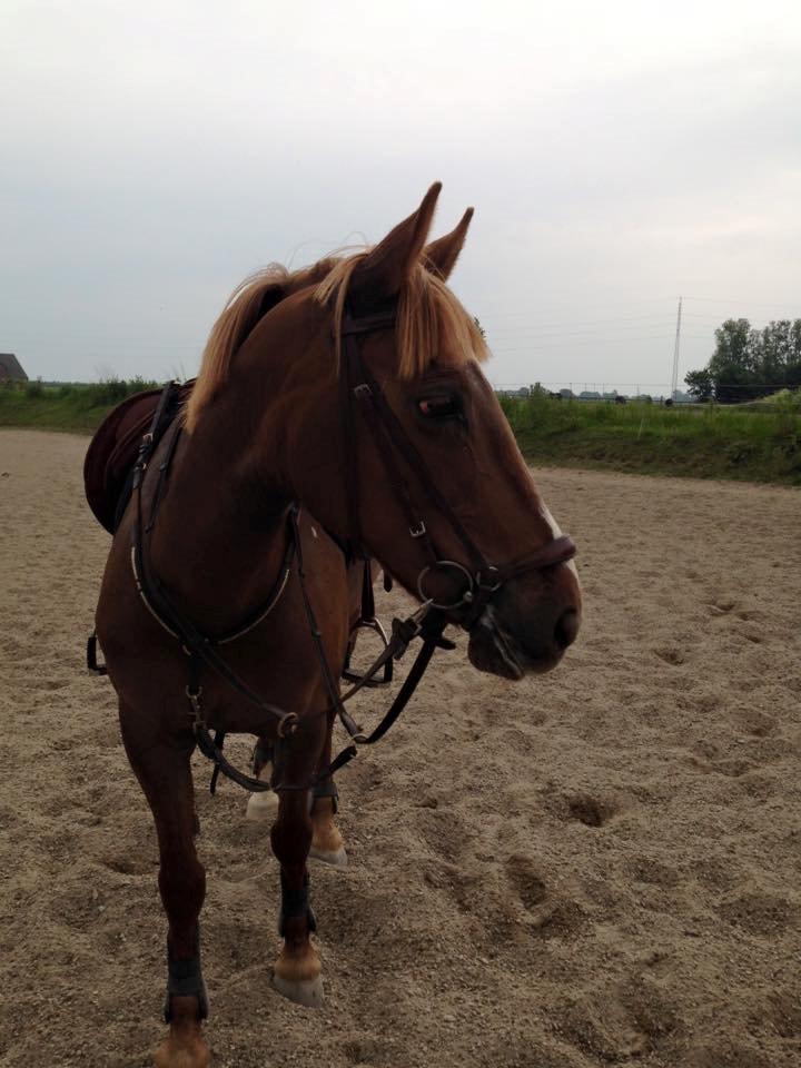 Irsk Sportspony Airforce One billede 1