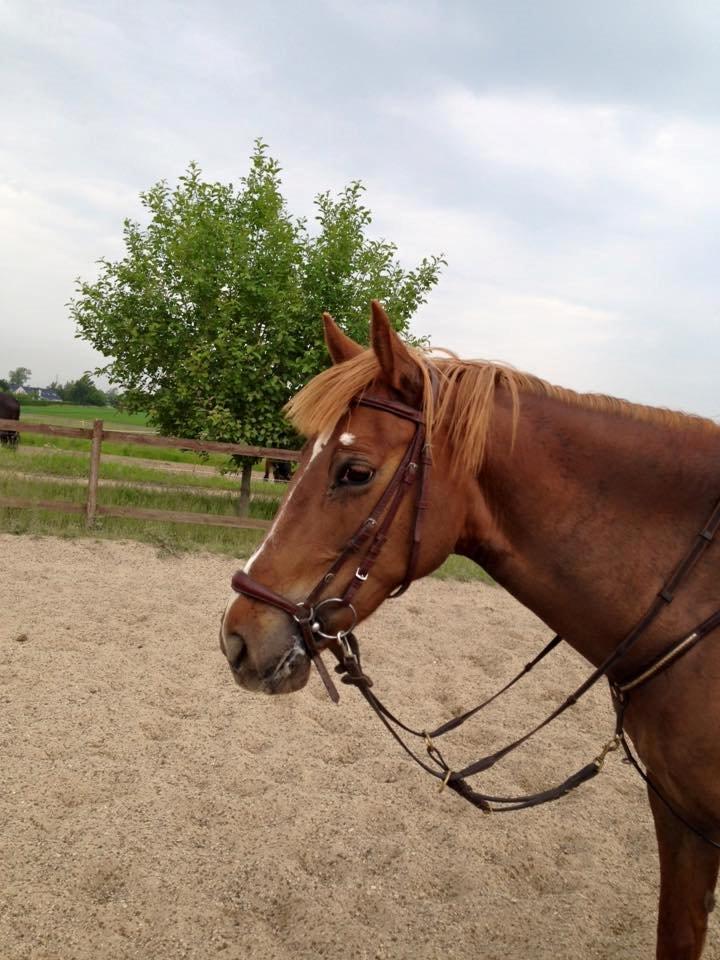 Irsk Sportspony Airforce One billede 2