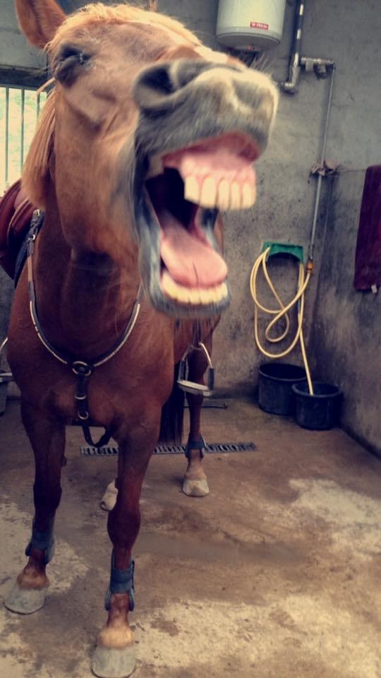 Irsk Sportspony Airforce One billede 3