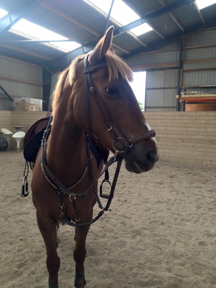 Irsk Sportspony Airforce One billede 4