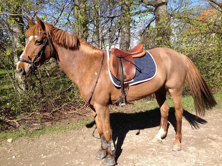 Irsk Sportspony Airforce One billede 5