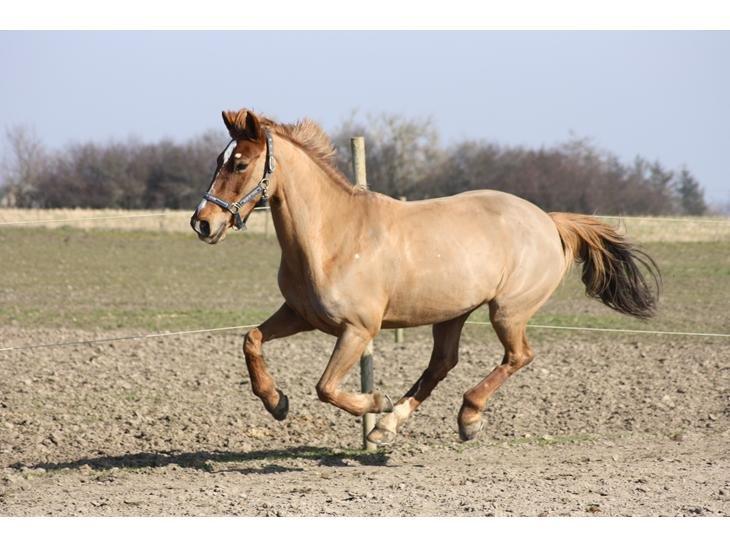 Irsk Sportspony Airforce One billede 6