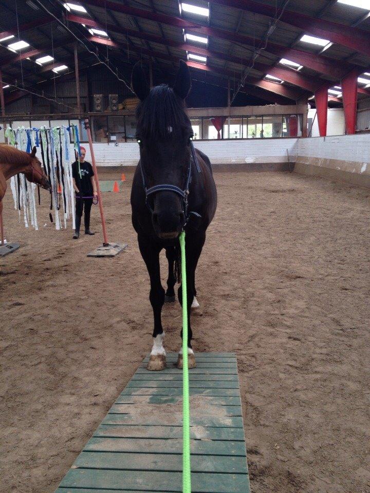 Anden særlig race Meulengracht`s Don Cordoba  billede 9