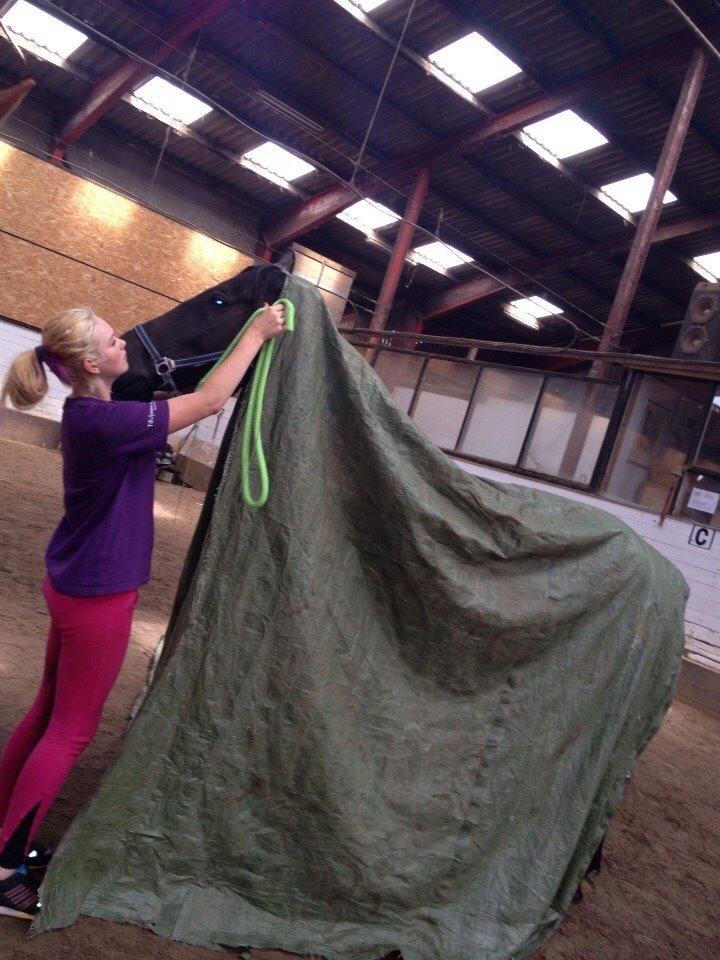 Anden særlig race Meulengracht`s Don Cordoba  billede 10