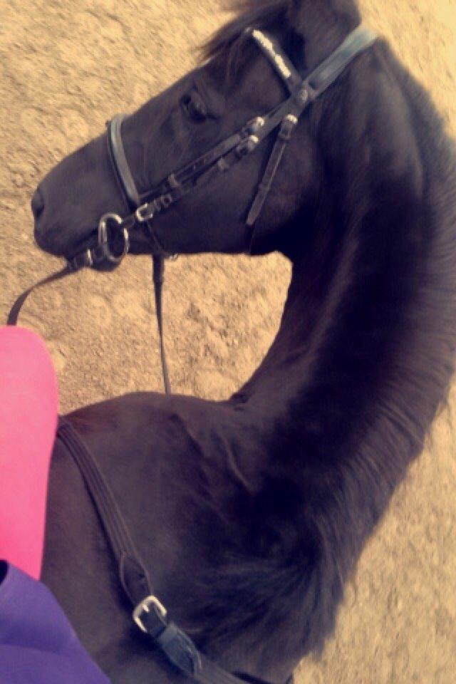 Anden særlig race Meulengracht`s Don Cordoba  billede 11