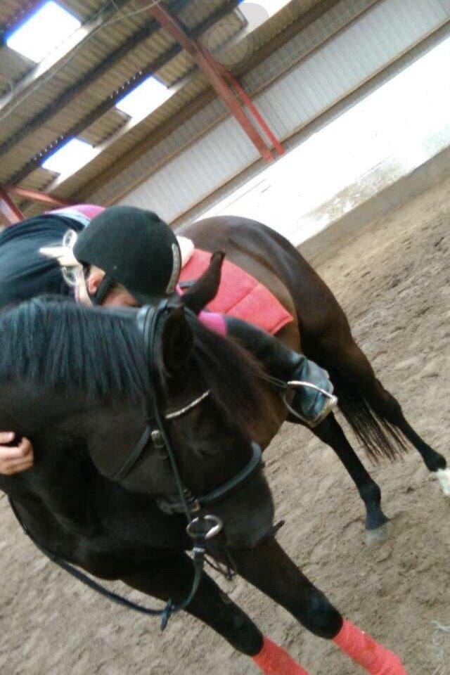 Anden særlig race Meulengracht`s Don Cordoba  billede 12