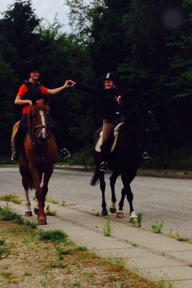 Anden særlig race Meulengracht`s Don Cordoba  billede 17