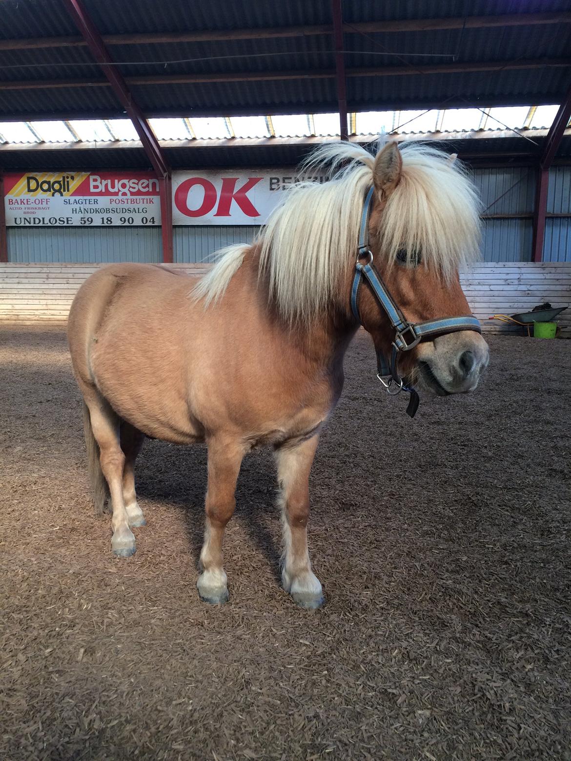 Shetlænder Dotzauers Frederik billede 4