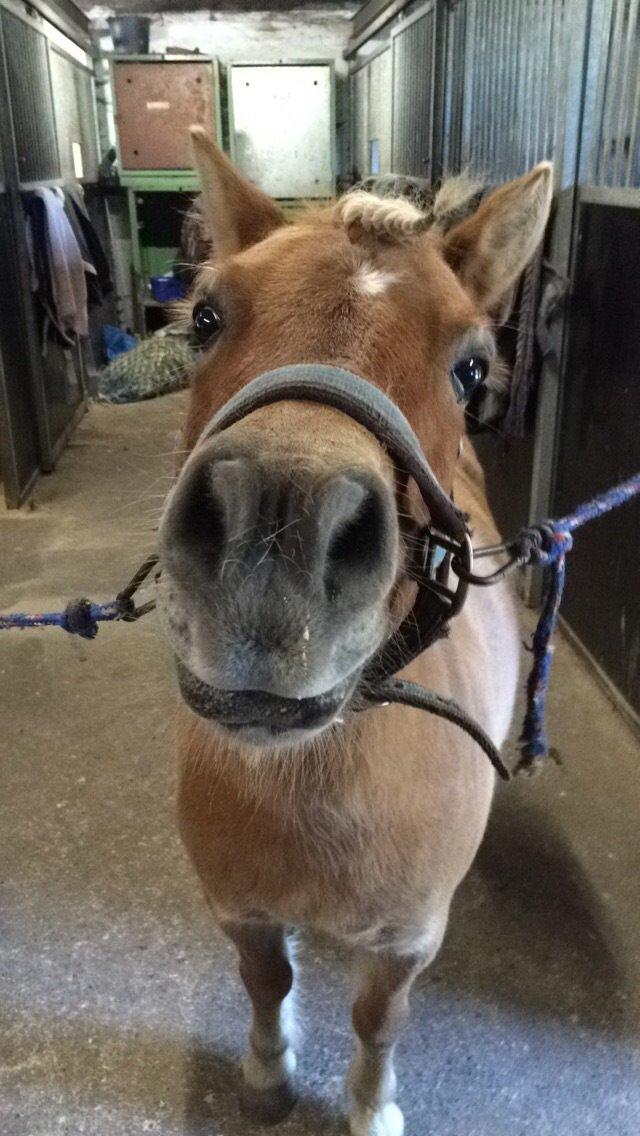 Shetlænder Dotzauers Frederik billede 5