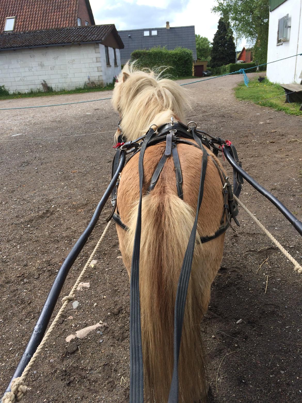 Shetlænder Dotzauers Frederik billede 9