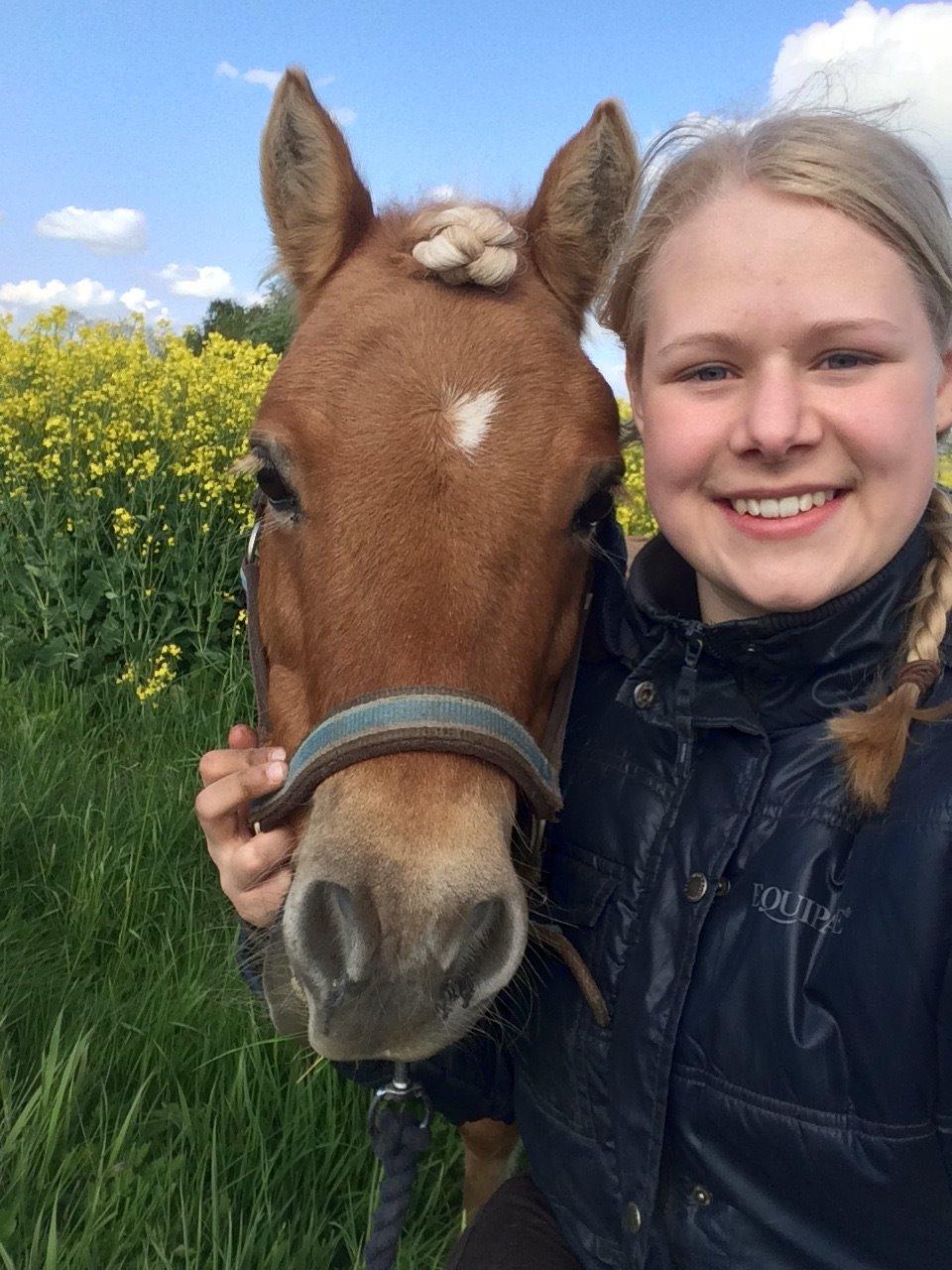 Shetlænder Dotzauers Frederik billede 6