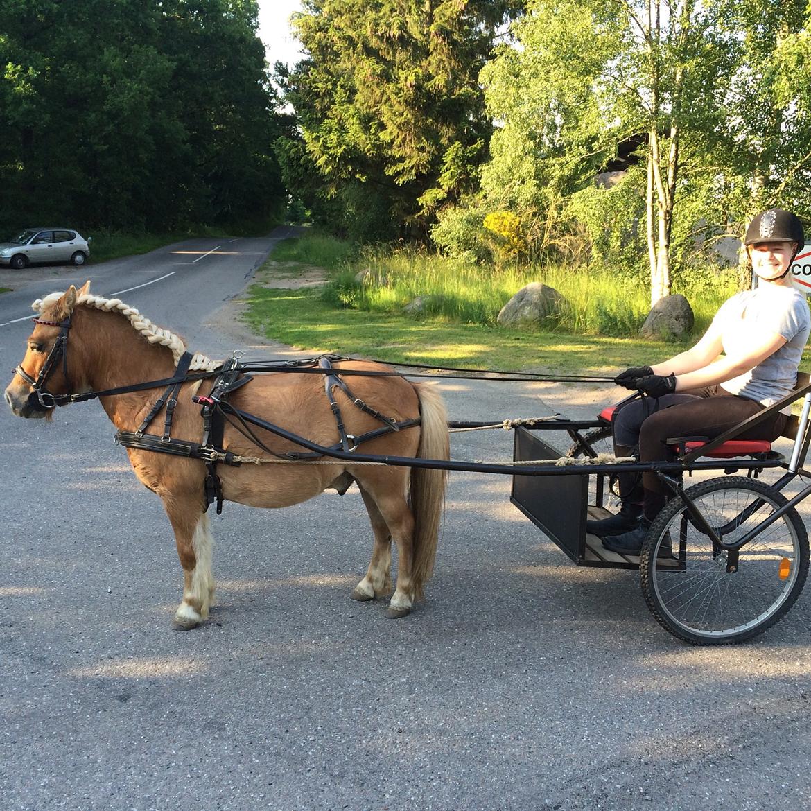 Shetlænder Dotzauers Frederik billede 7