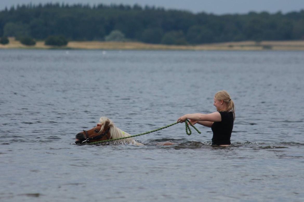 Shetlænder Dotzauers Frederik billede 8