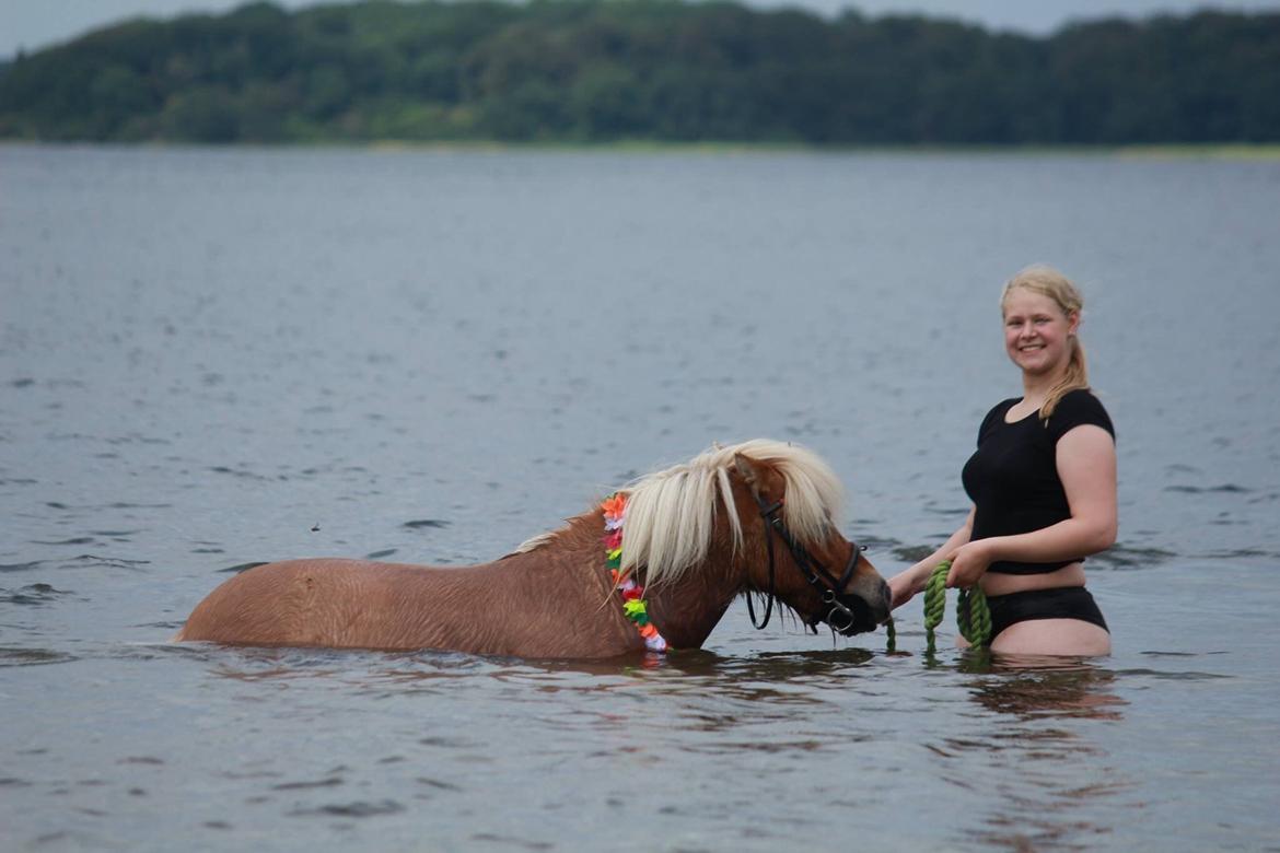 Shetlænder Dotzauers Frederik billede 11