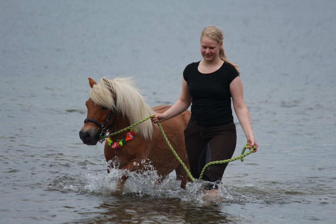 Shetlænder Dotzauers Frederik billede 12