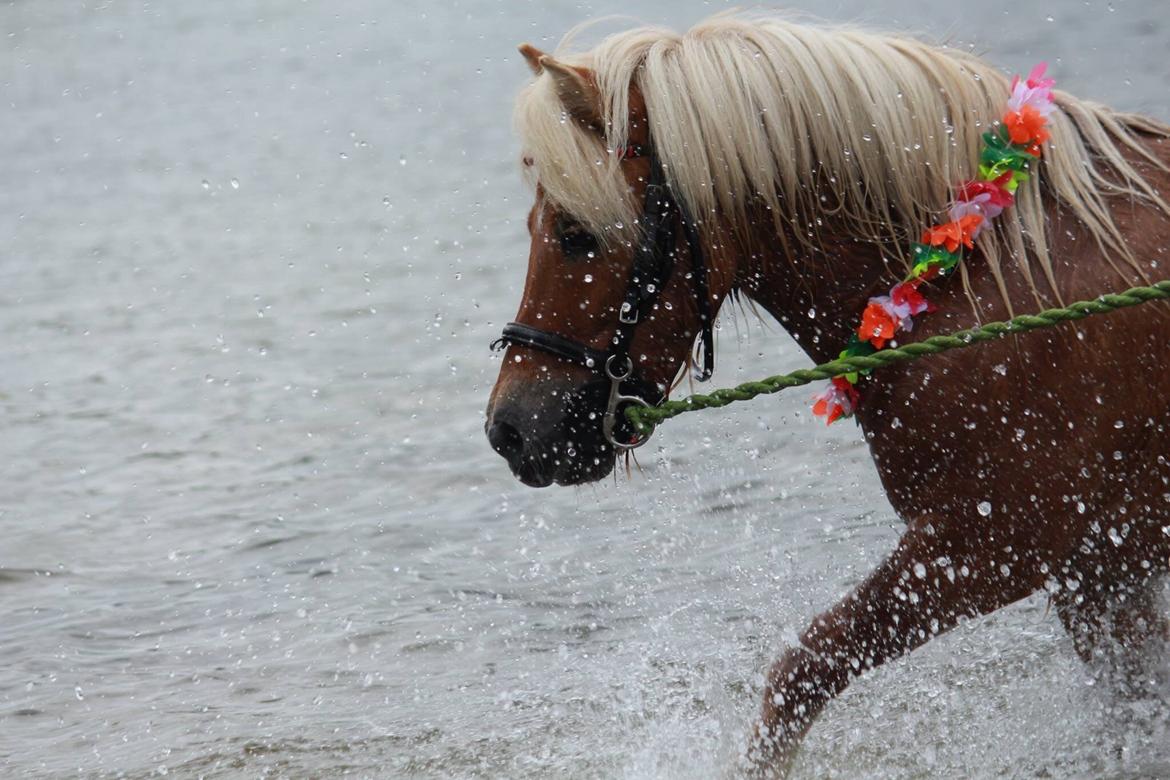 Shetlænder Dotzauers Frederik billede 1