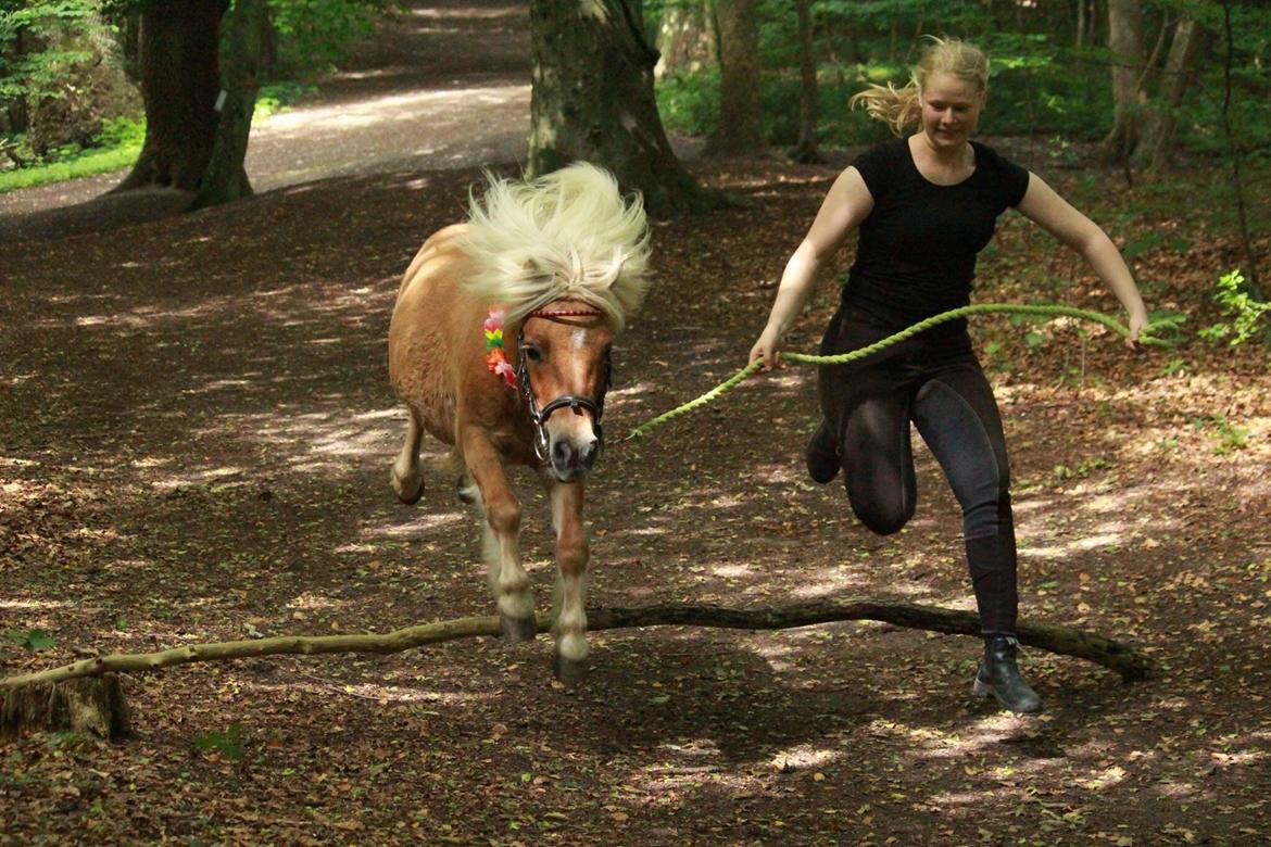 Shetlænder Dotzauers Frederik billede 13