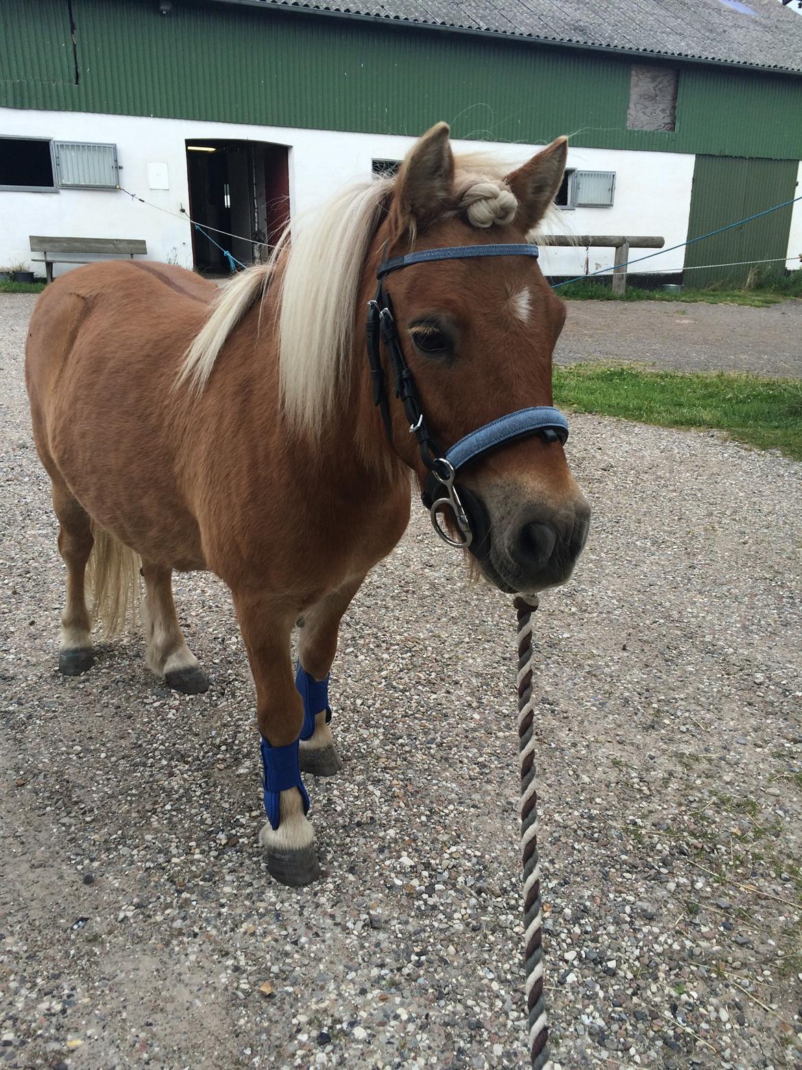 Shetlænder Dotzauers Frederik billede 10