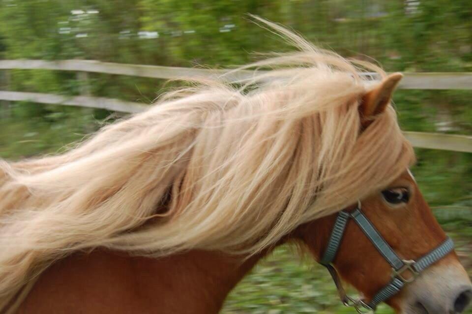 Anden særlig race Annabell (Himmel hest) billede 7