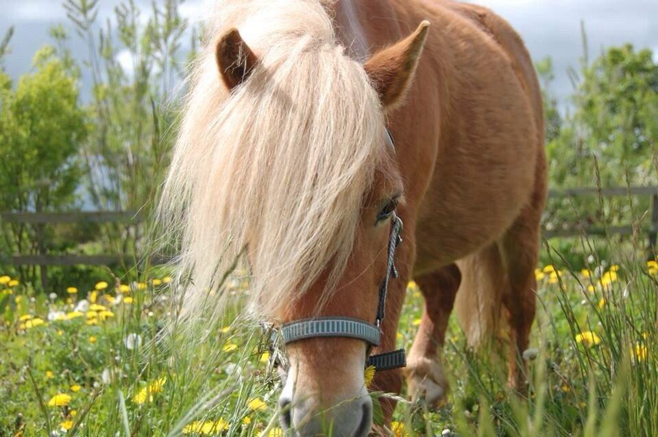 Anden særlig race Annabell (Himmel hest) billede 10