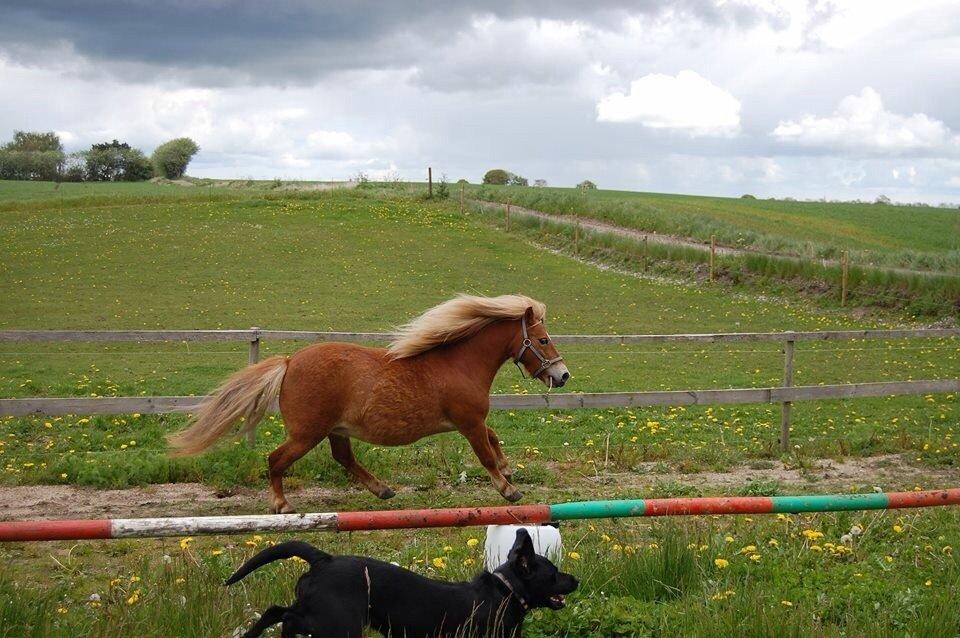 Anden særlig race Annabell (Himmel hest) billede 11