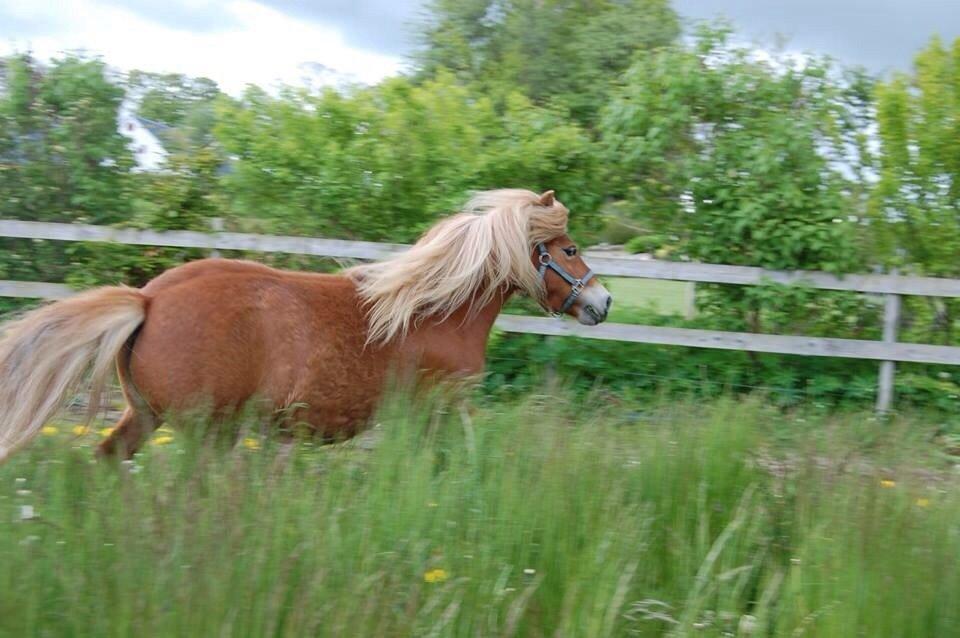 Anden særlig race Annabell (Himmel hest) billede 14