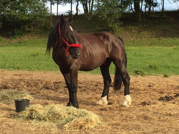 Anden særlig race Sir Lancelot Soleil billede 16