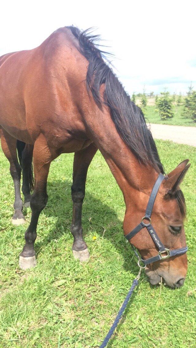 Traver Lady Barca billede 1