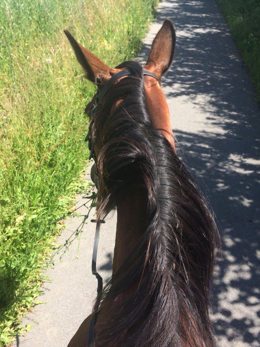 Traver Lady Barca billede 2