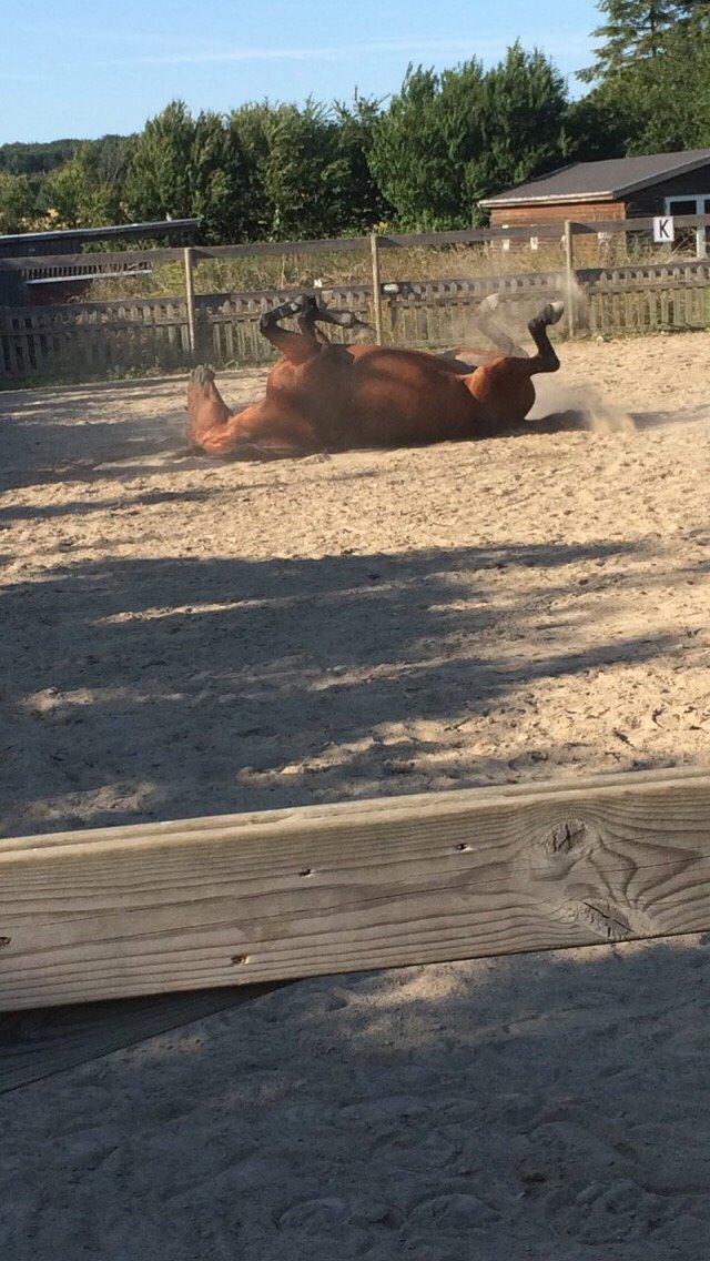 Traver Lady Barca billede 5