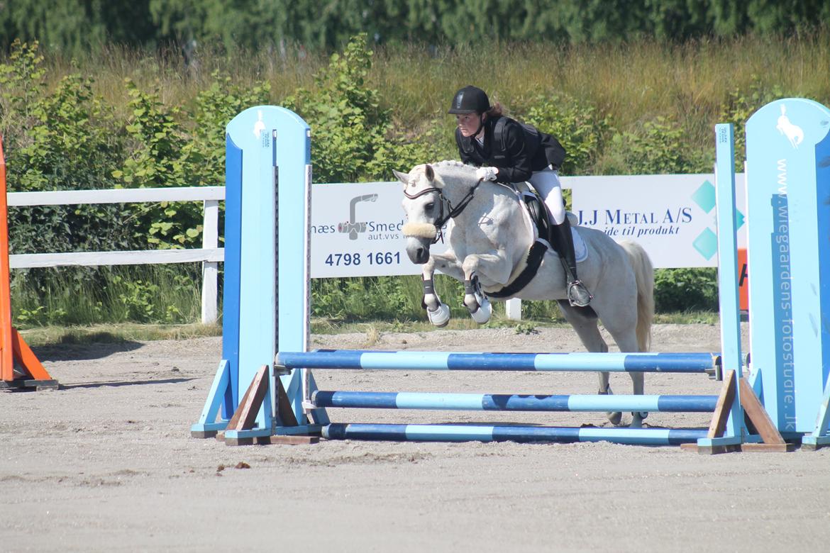 Anden særlig race Raija l Soulmate l <3 - 29 ♥ - Stævne d. 14/6-15. To fejlfrie runder i LD** og LC*. Min stjerne <3 ( Foto: Anna ) ♥ 14. juni 2015 billede 29