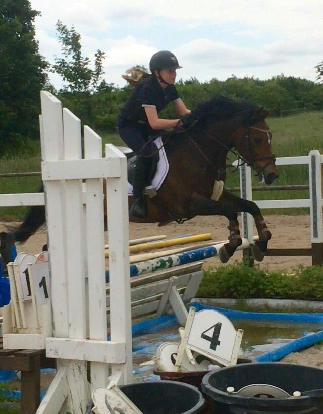 Anden særlig race Lotte (tidl pony..) billede 2