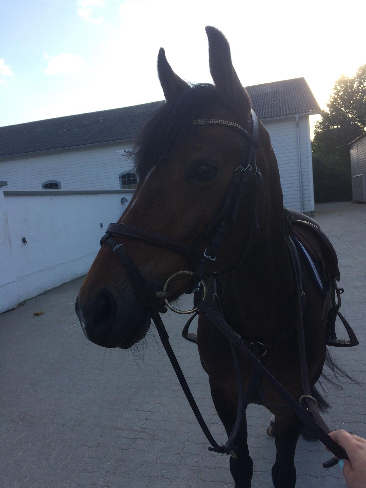 Anden særlig race Lotte (tidl pony..) billede 3