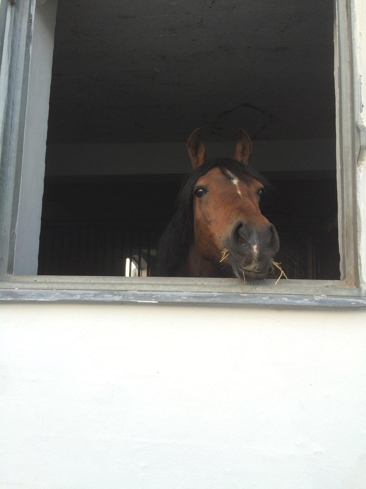 Anden særlig race Lotte (tidl pony..) billede 5