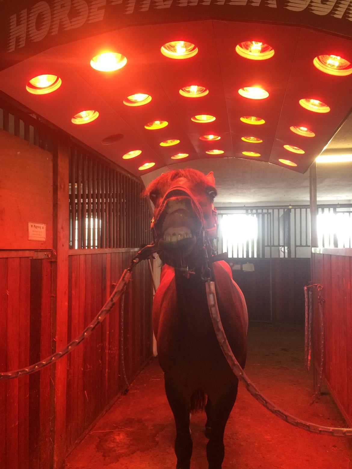 Anden særlig race Lotte (tidl pony..) billede 6