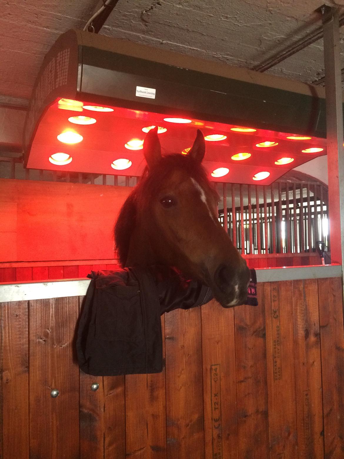 Anden særlig race Lotte (tidl pony..) billede 9