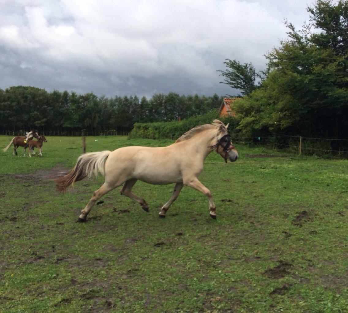 Fjordhest Munkegårdens sille billede 14