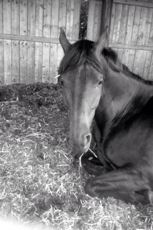 Dansk Varmblod | Møllehøjs Alfredo ( Tidl. part ) billede 18