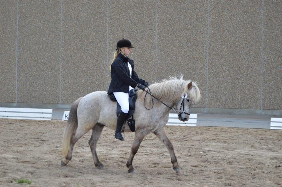 Islænder Svenni fra Holst hestar - AL4 til Hjørring dyrskue billede 9