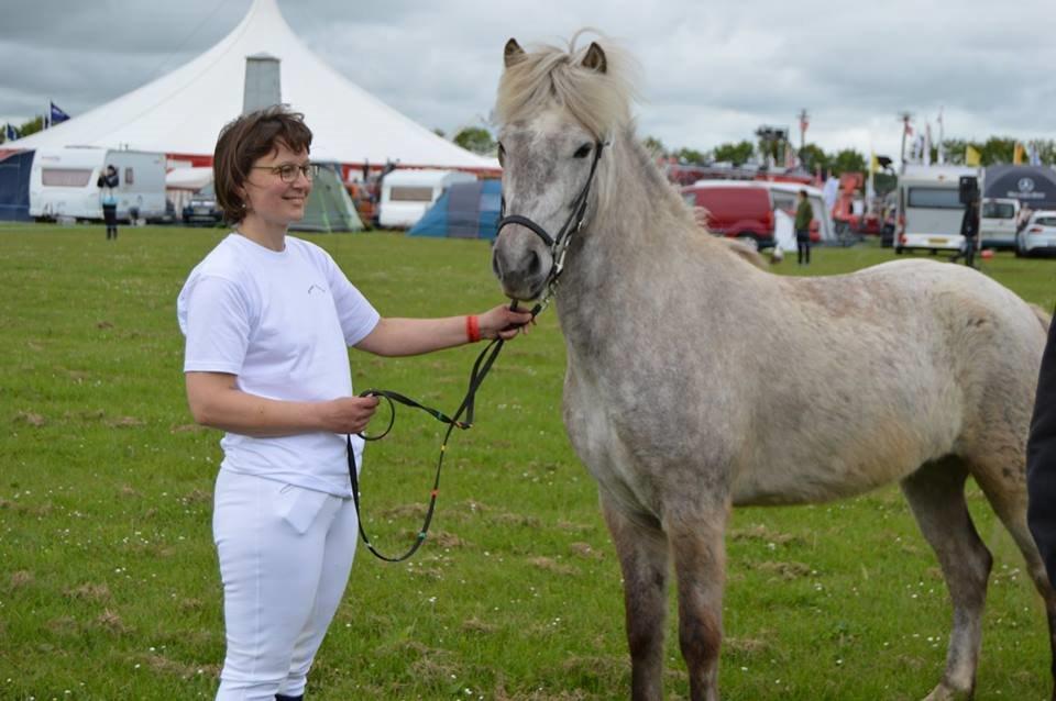 Islænder Svenni fra Holst hestar billede 1