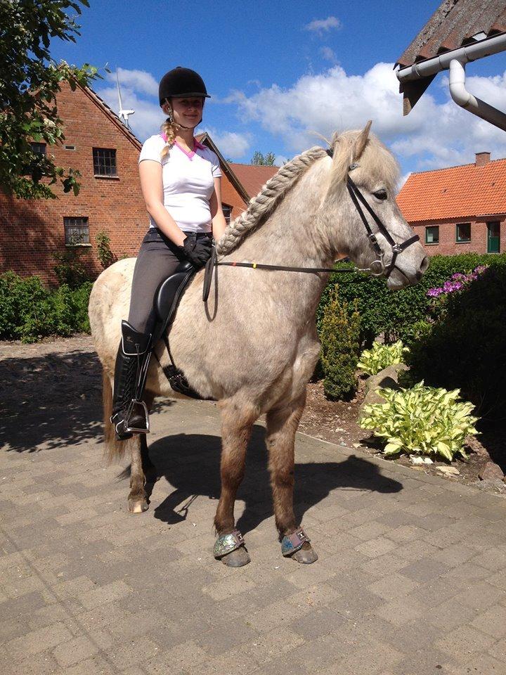 Islænder Svenni fra Holst hestar billede 3