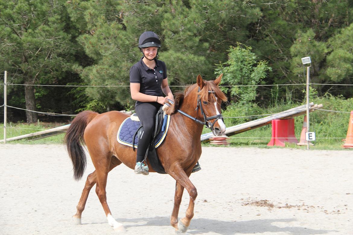 Fransk Sportspony Ultime Du Boissillion billede 13