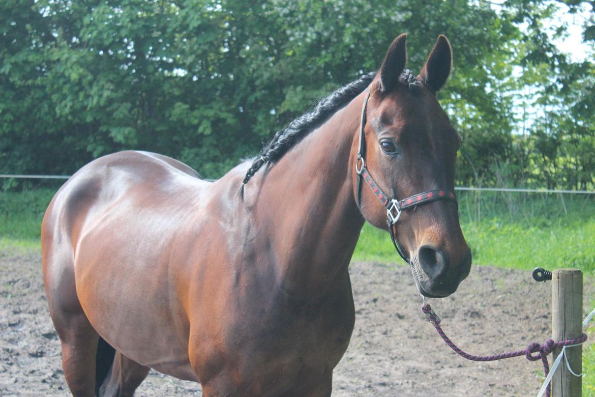 Pinto tell me - tell me, er simpelhen så fin med 'hingstefleting' billede 10