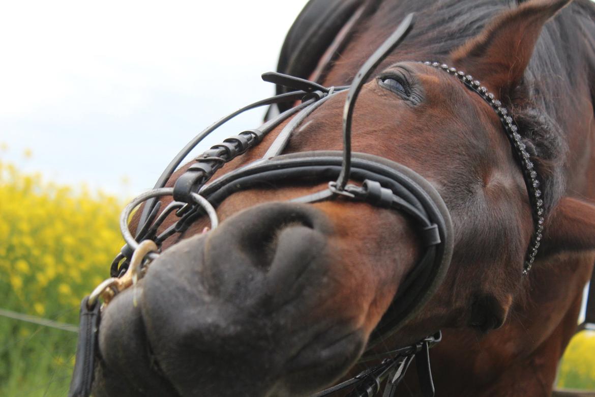 Pinto tell me - et styks meget charmerende tell me. <3  billede 17