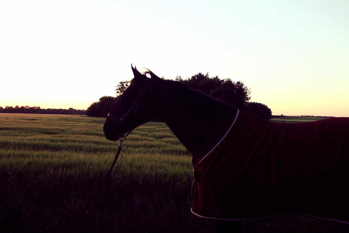 Pinto tell me - tell me gøre store fremskridt, på tur. <3  billede 4